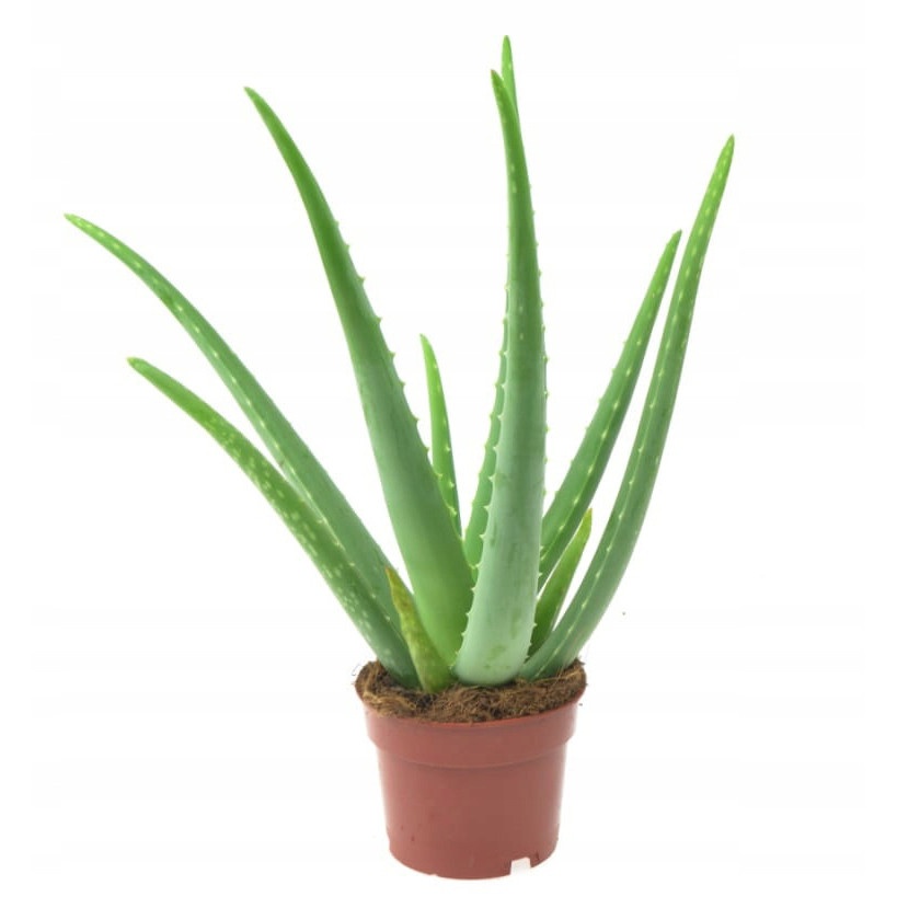 Aloe Vera 40cm rastlina s kvetináčom 12cm megamix.sk