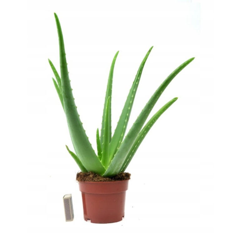Aloe Vera 40cm rastlina s kvetináčom 12cm megamix.sk