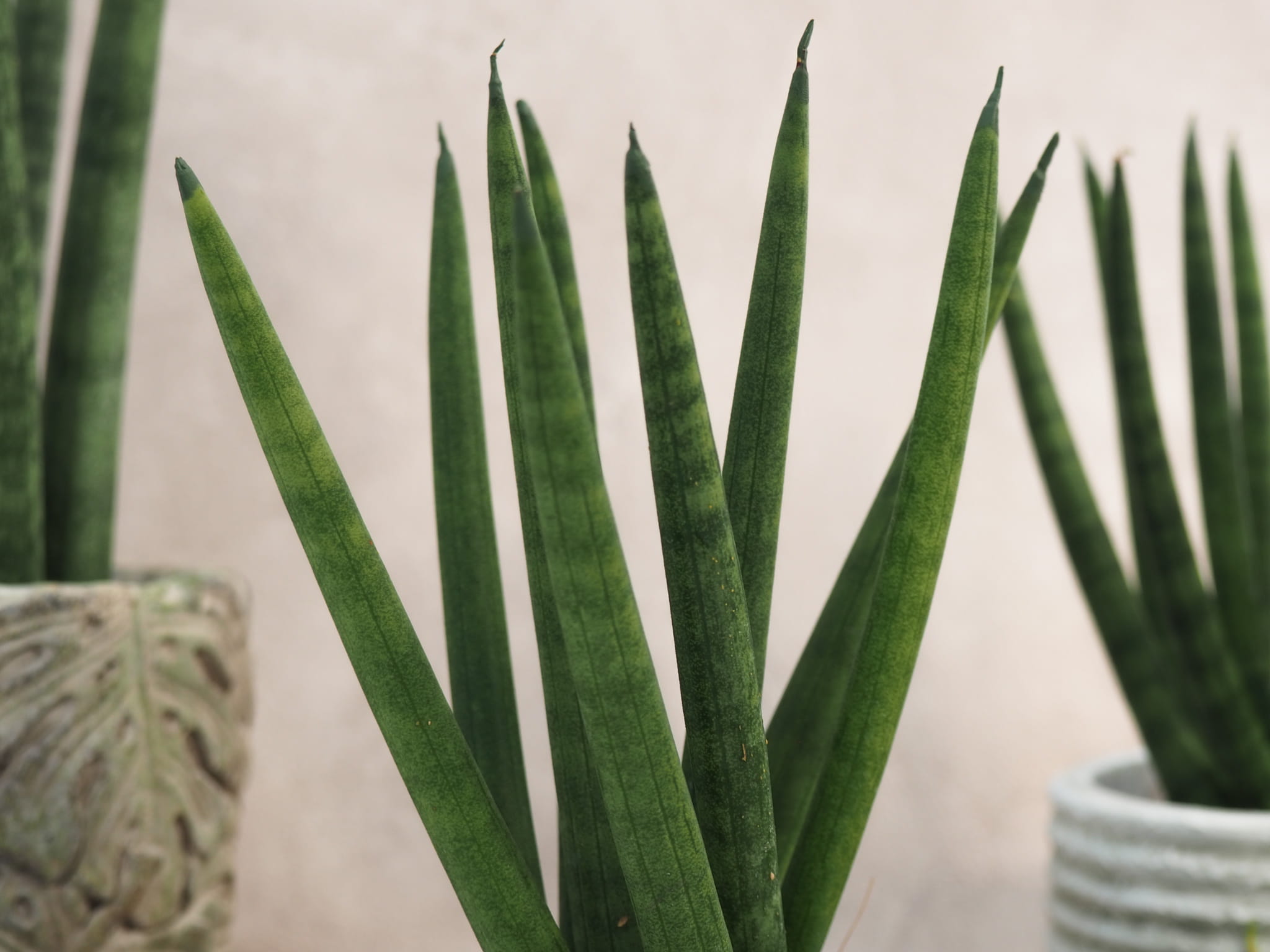 sansevieria cylindrica Spaghetti 15cm megamix.sk