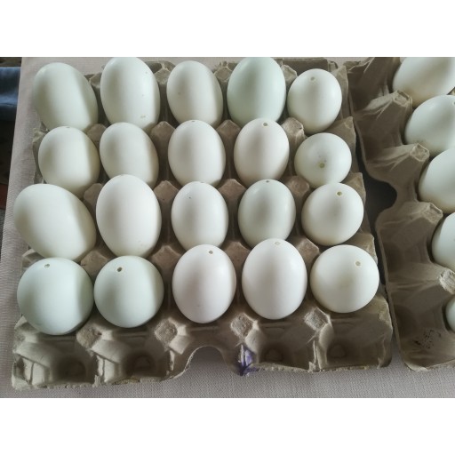 škrupiny kačacích vajec vyfúknuté na zdobenie veľkonočné vajíčka kraslice megamix.sk
