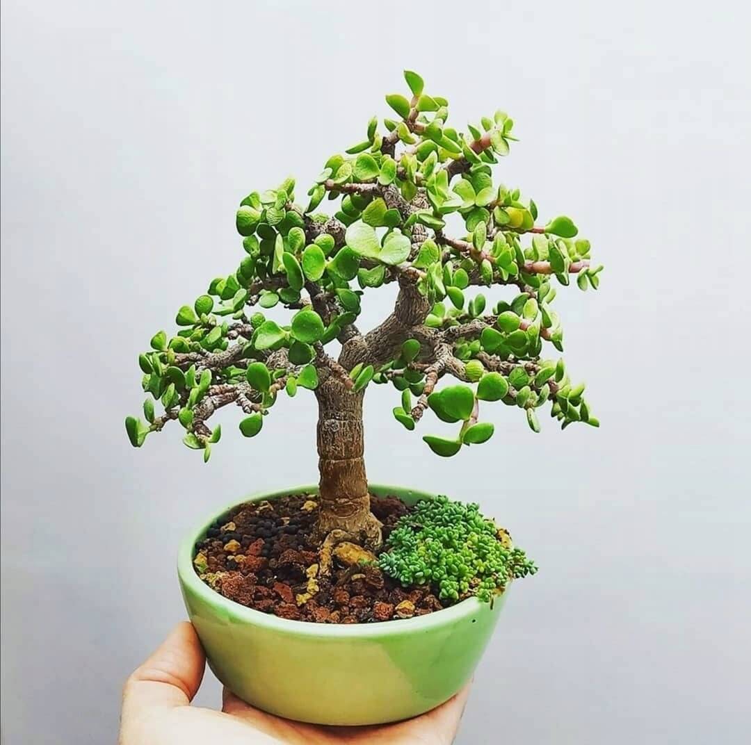 Portulacaria afra - strom bonsaj megamix.sk