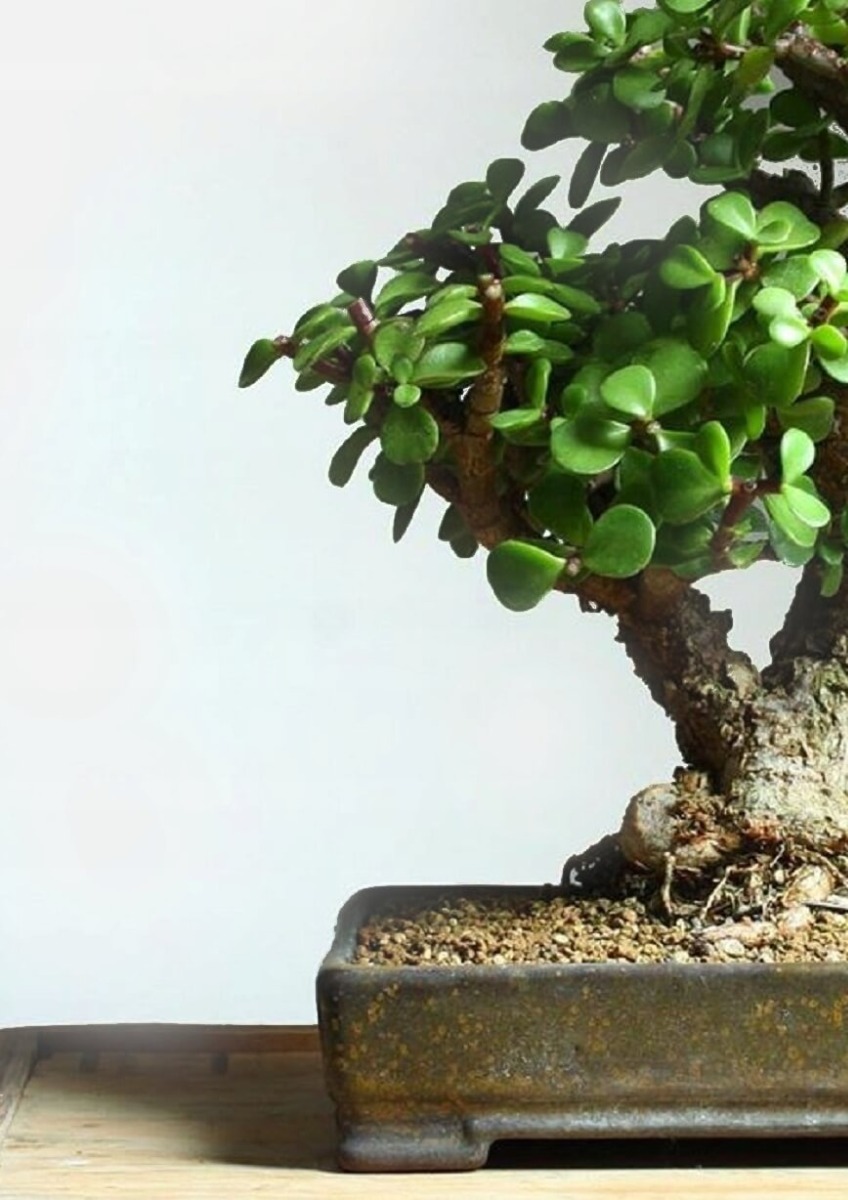 Portulacaria afra - strom bonsaj megamix.sk