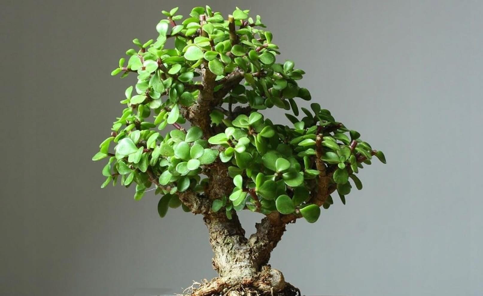 Portulacaria afra - strom bonsaj megamix.sk