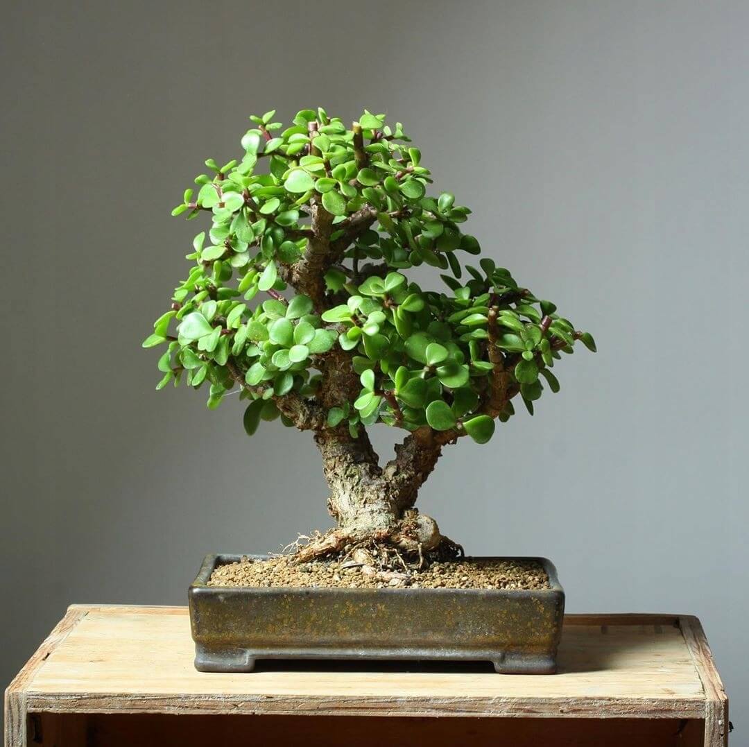 Portulacaria afra - strom bonsaj megamix.sk