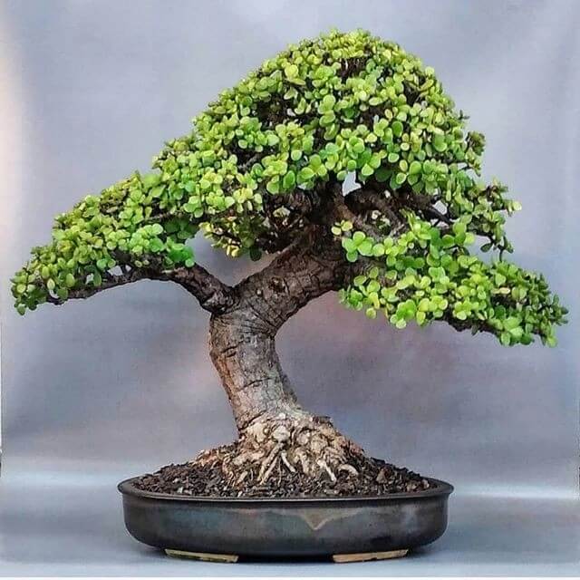 Portulacaria afra - strom bonsaj megamix.sk