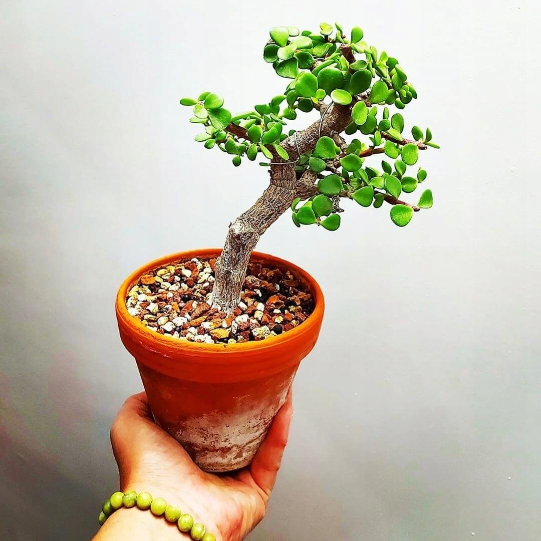 Portulacaria afra - strom bonsaj megamix.sk