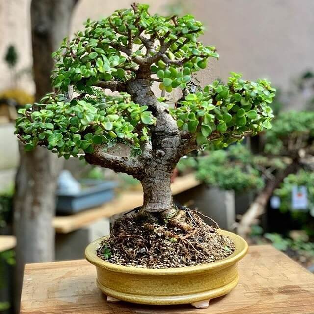 Portulacaria afra - strom bonsaj megamix.sk