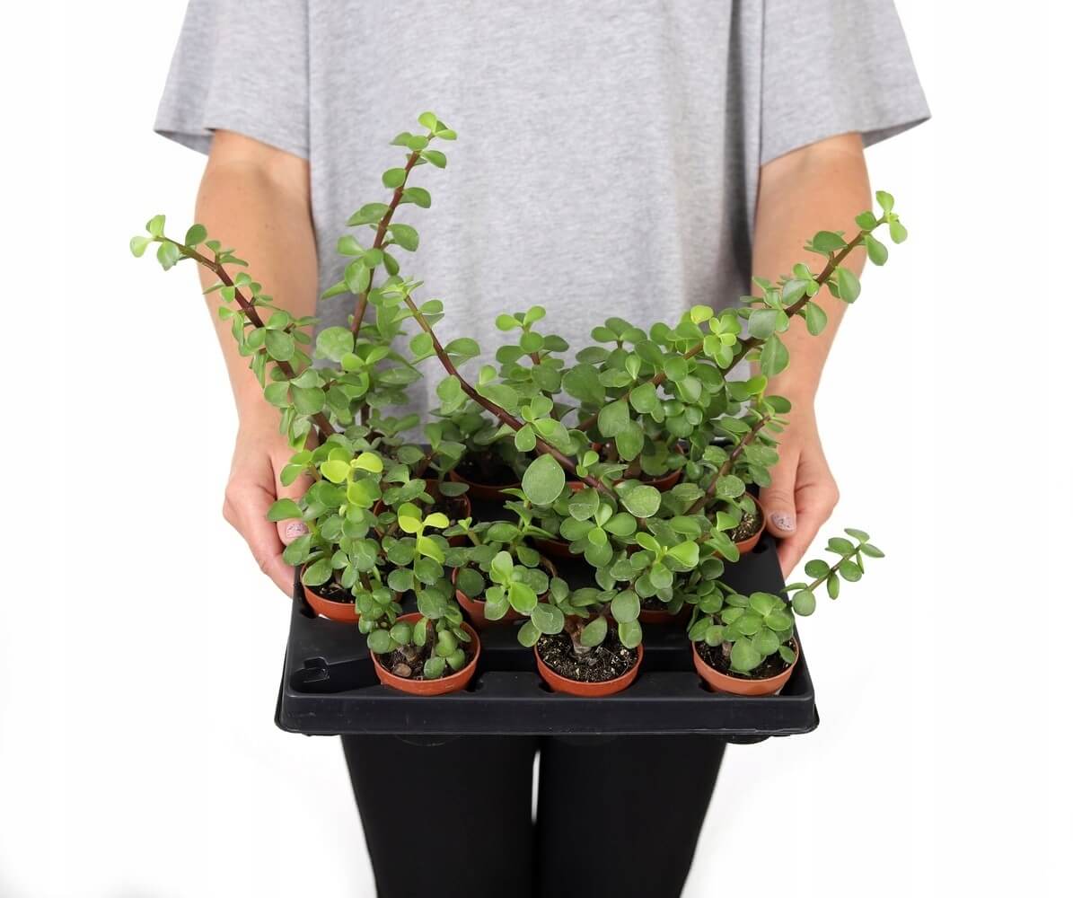 Portulacaria afra - strom bonsaj megamix.sk
